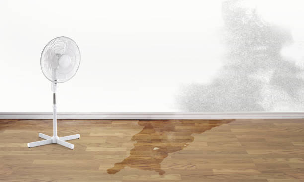 Best Professional water damage repair  in West Hill, OH