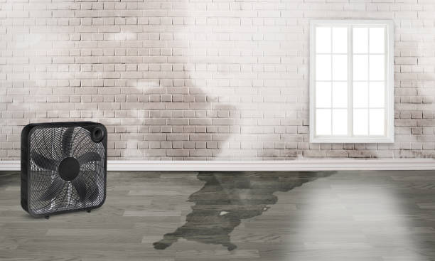 Best Basement water damage restoration  in West Hill, OH