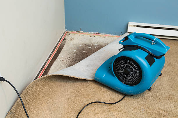 Best Mold removal after water damage  in West Hill, OH